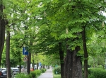 geszteny