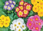 virgvasar_primula_1.jpg