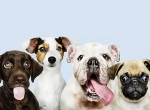 dogs_kis.jpg