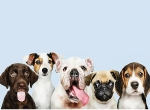 dogs_kis.jpg