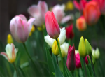 tulipanok.jpg